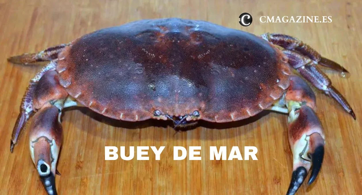 buey de mar